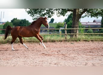 Gelderland, Gelding, 6 years, 16 hh, Chestnut-Red
