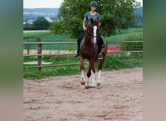 Gelderland, Gelding, 6 years, 16 hh, Chestnut-Red