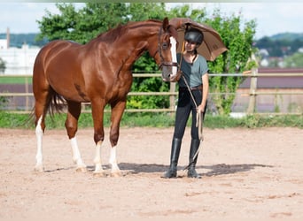 Gelderland, Gelding, 6 years, 16 hh, Chestnut-Red