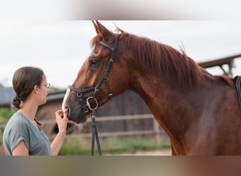 Gelderland, Gelding, 6 years, 16 hh, Chestnut-Red