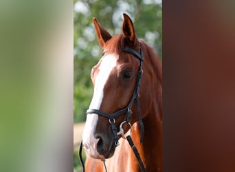 Gelderland, Gelding, 6 years, 16 hh, Chestnut-Red