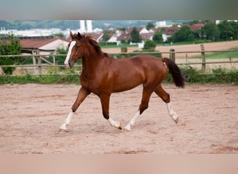 Gelderland, Gelding, 6 years, 16 hh, Chestnut-Red