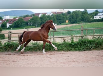 Gelderland, Gelding, 6 years, 16 hh, Chestnut-Red