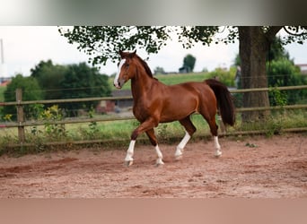 Gelderland, Gelding, 6 years, 16 hh, Chestnut-Red