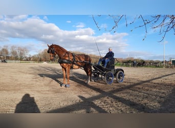 Gelderland, Hongre, 14 Ans, 169 cm, Alezan