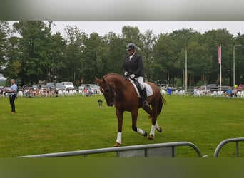 Gelderland, Hongre, 7 Ans, 172 cm, Alezan brûlé