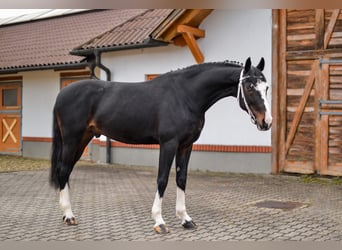 Gelderland, Hongre, 8 Ans, 166 cm, Bai brun foncé