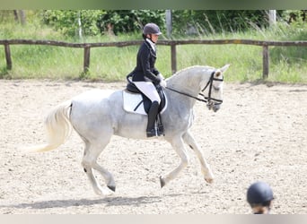 Gelderland, Jument, 14 Ans, 173 cm, Gris