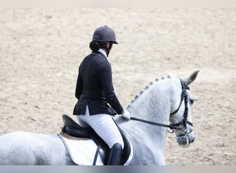 Gelderland, Jument, 14 Ans, 173 cm, Gris