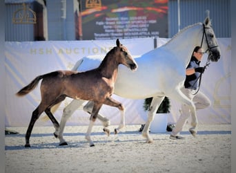 Gelderland, Jument, 14 Ans, 173 cm, Gris