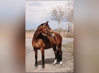 Gelderland, Jument, 15 Ans, 172 cm, Bai cerise