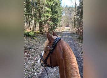 Gelderland, Mare, 14 years, 15.1 hh, Chestnut-Red