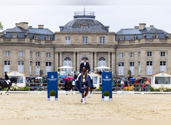 Gelderland, Mare, 14 years, 15.1 hh, Chestnut-Red