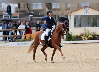Gelderland, Mare, 14 years, 15,1 hh, Chestnut-Red