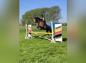 Gelderland, Mare, 14 years, 17 hh, Brown-Light