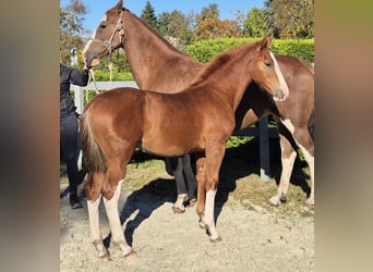 Gelderland, Mare, 1 year, 16,2 hh, Chestnut-Red