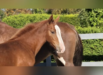 Gelderland, Mare, 1 year, 16,2 hh, Chestnut-Red