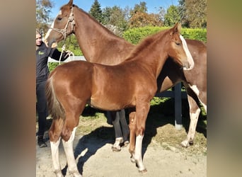 Gelderland, Mare, 1 year, 16,2 hh, Chestnut-Red