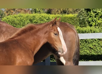 Gelderland, Mare, 1 year, 16,2 hh, Chestnut-Red