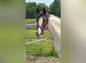 Gelderland, Mare, 3 years, 15.1 hh, Tobiano-all-colors