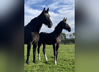Gelderland, Stallion, 1 year, Smoky-Black