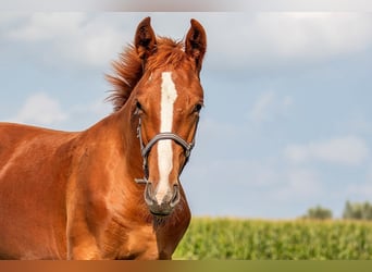Gelderland Mix, Stallion, Foal (04/2023), 16 hh, Chestnut-Red