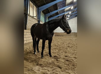 Gelderland, Yegua, 4 años, 168 cm, Negro