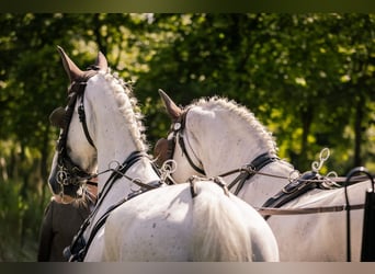 Gelderlander, Castrone, 11 Anni, 170 cm, Grigio