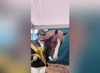 Gelderlander, Giumenta, 14 Anni, 156 cm, Sauro