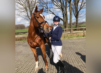 Gelderlander, Giumenta, 19 Anni, 167 cm, Sauro