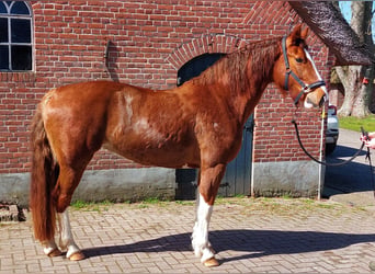 Gelderlander, Giumenta, 4 Anni, 156 cm, Baio