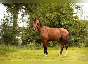 Gelderlander Mix, Hengst, 3 Jaar, 170 cm, Bruin