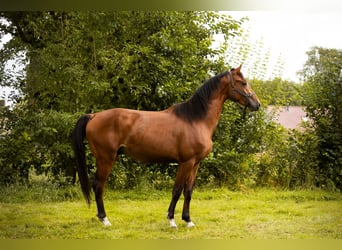 Gelderlander Mix, Hengst, 3 Jaar, 170 cm, Bruin