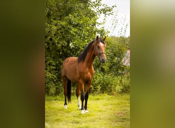 Gelderlander Mix, Hengst, 3 Jaar, 170 cm, Bruin