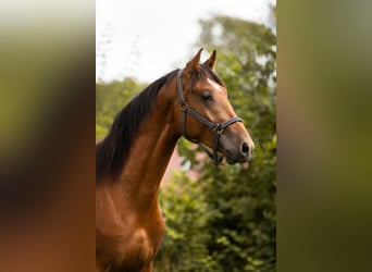 Gelderlander Mix, Hengst, 3 Jaar, 170 cm, Bruin