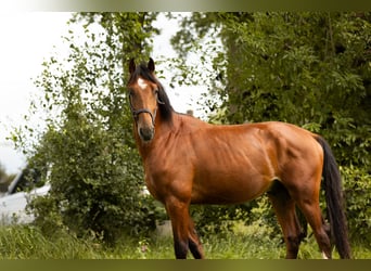 Gelderlander Mix, Hengst, 3 Jaar, 170 cm, Bruin