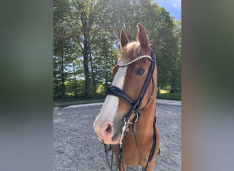 Gelderlander, Merrie, 14 Jaar, 156 cm, Vos