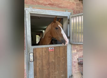 Gelderlander, Merrie, 14 Jaar, 156 cm, Vos