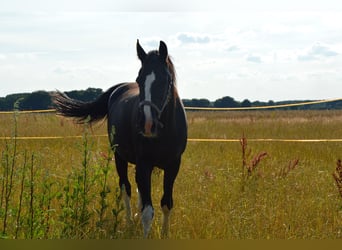 Gelderlander, Merrie, 16 Jaar, 152 cm, Zwart