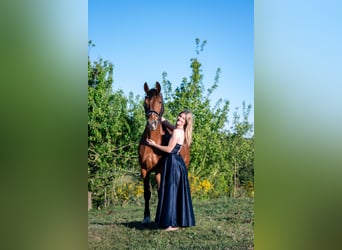 Gelderlander, Merrie, 18 Jaar, 163 cm, Bruin