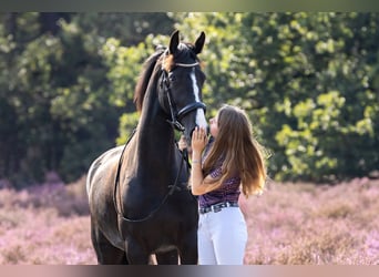 Gelderlander, Merrie, 4 Jaar, 160 cm, Zwart