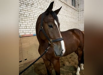 Gelderlander, Ruin, 6 Jaar, 168 cm, Bruin