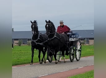 Gelderlander, Ruin, 7 Jaar, 165 cm, Zwart