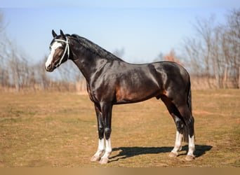 Gelderlander, Ruin, 8 Jaar, 166 cm, Zwartbruin