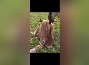 Gelderlander Mix, Stallone, 2 Anni, 165 cm, Sauro