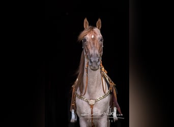 Tennessee walking horse, Étalon, 14 Ans, 163 cm, Rouan Rouge