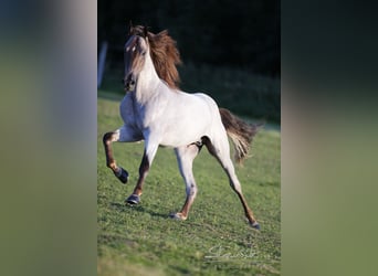 Tennessee walking horse, Hengst, 14 Jaar, 163 cm, Roan-Red