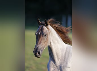 Tennessee walking horse, Semental, 14 años, 163 cm, Ruano alazán