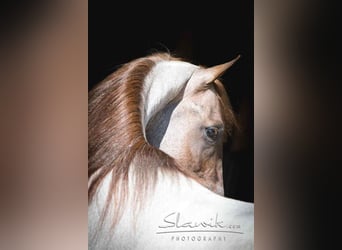 Tennessee walking horse, Stallion, 14 years, 16 hh, Roan-Red