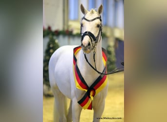 German Riding Pony, Stallion, 9 years, 14.2 hh, Palomino